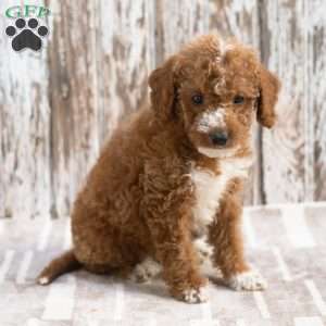 Klara, Mini Labradoodle Puppy